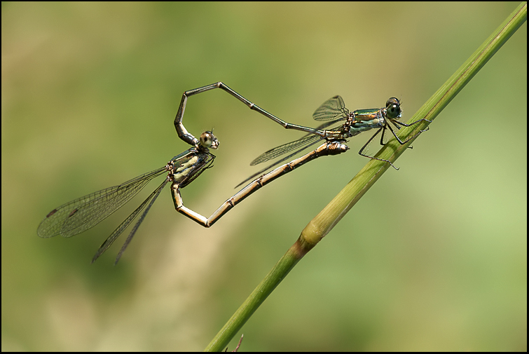 Chalcolestes parvidens